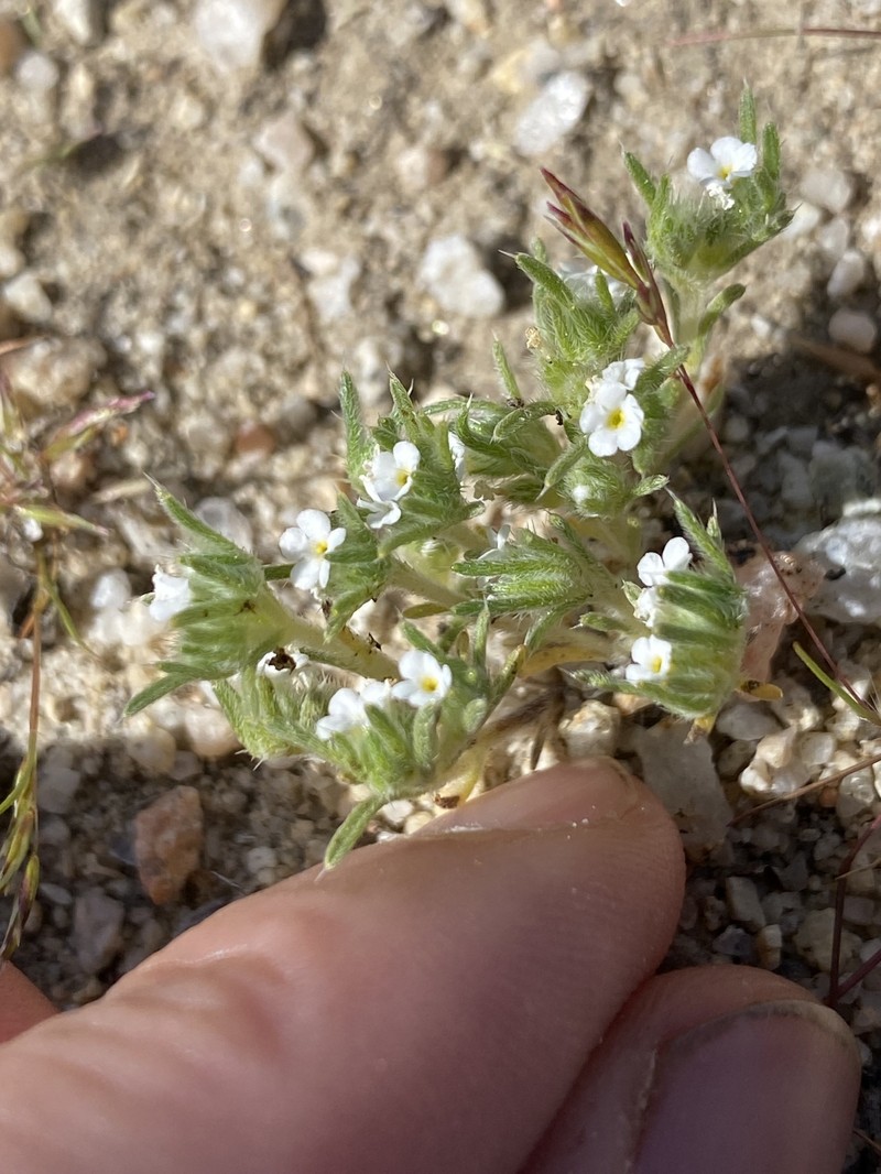 Greeneocharis circumscissa var. circumscissa photo 6