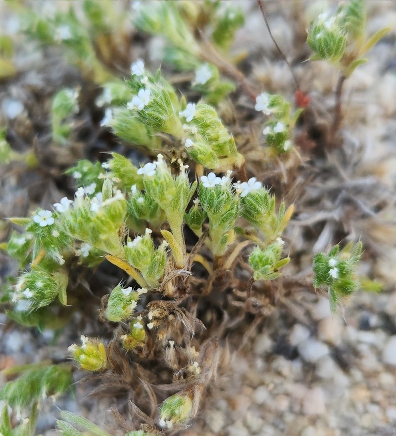 Greeneocharis circumscissa var. circumscissa photo 7