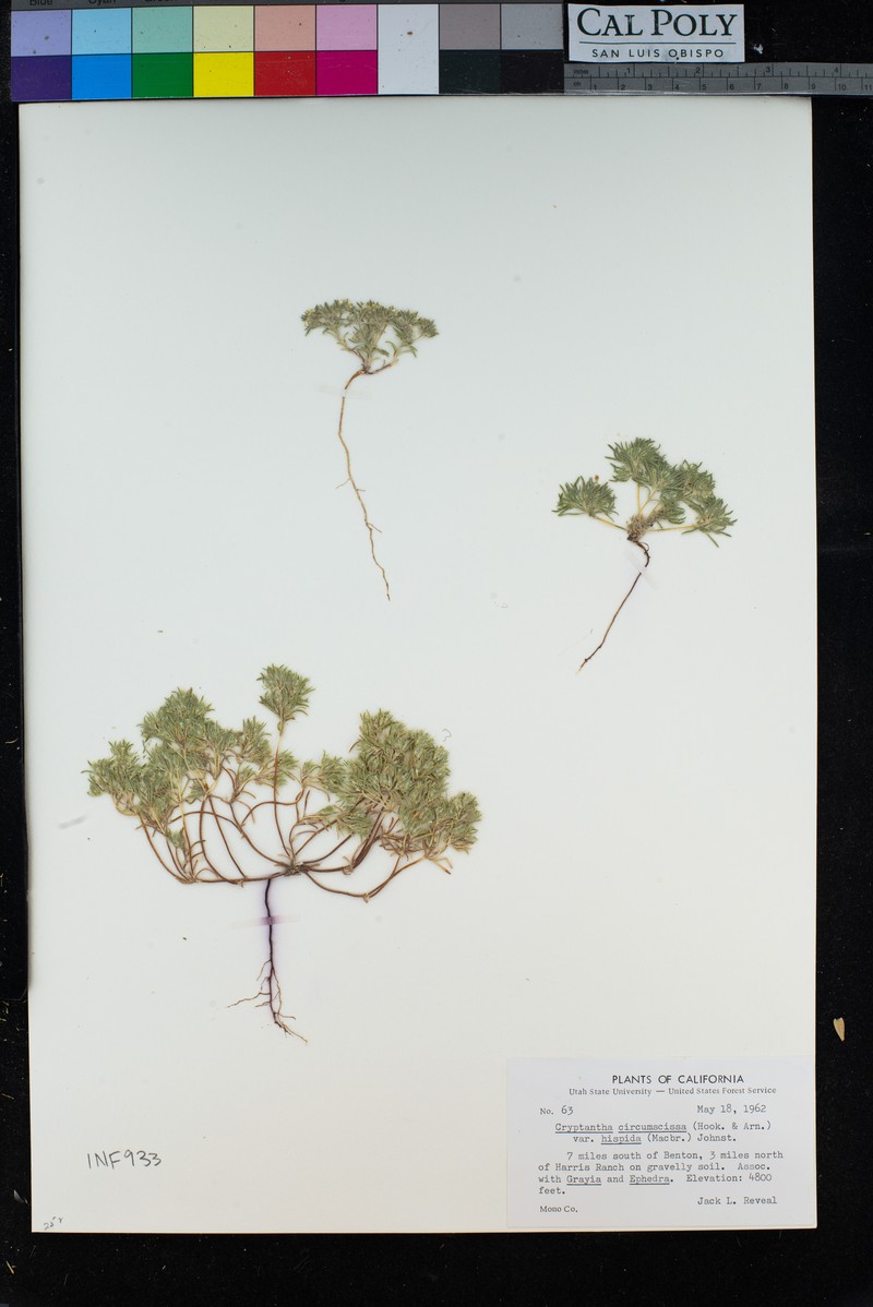 Greeneocharis circumscissa var. hispida photo 3