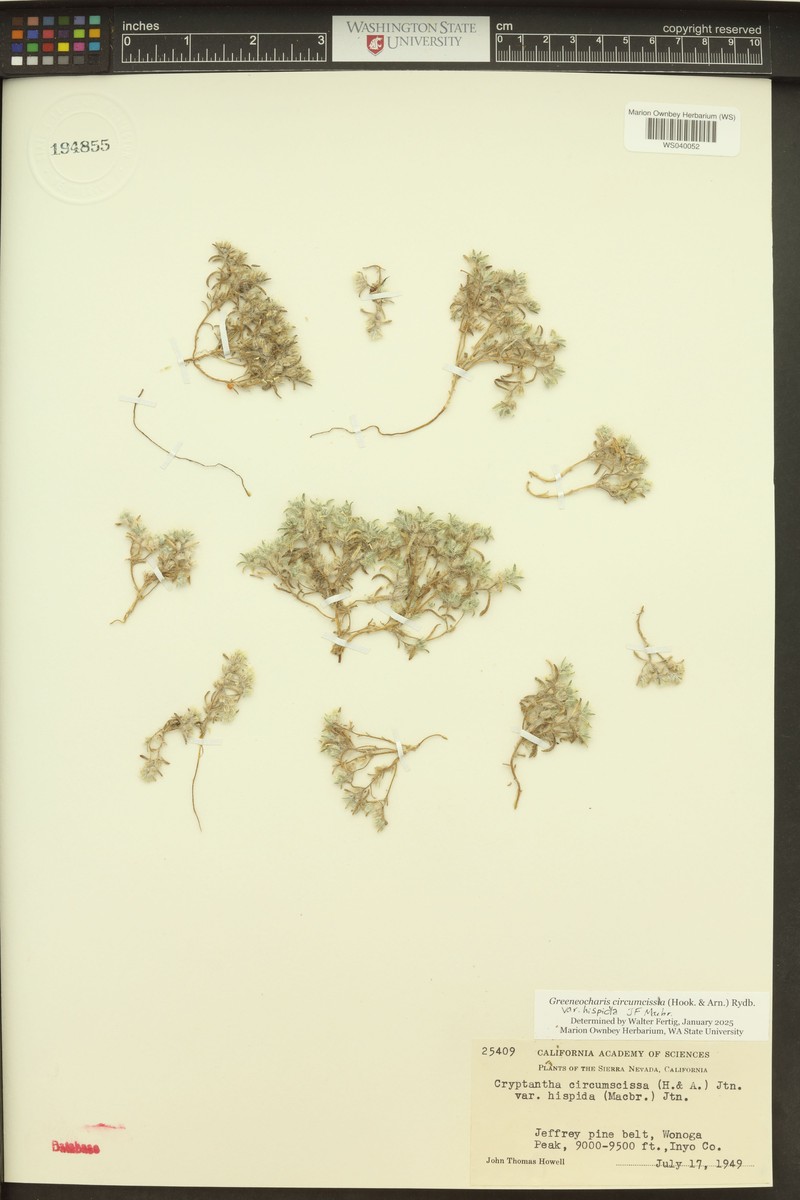 Greeneocharis circumscissa var. hispida photo 4