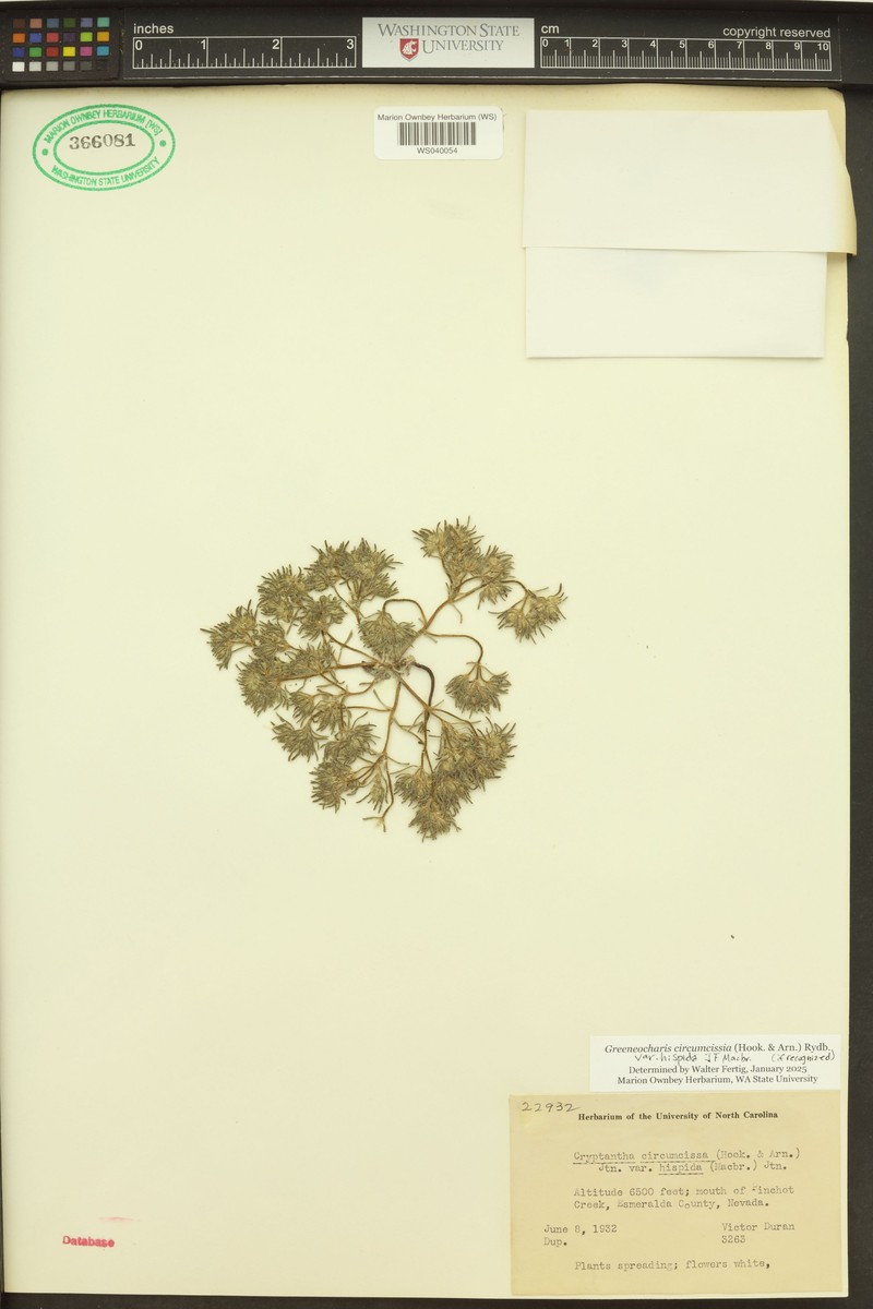 Greeneocharis circumscissa var. hispida photo 5