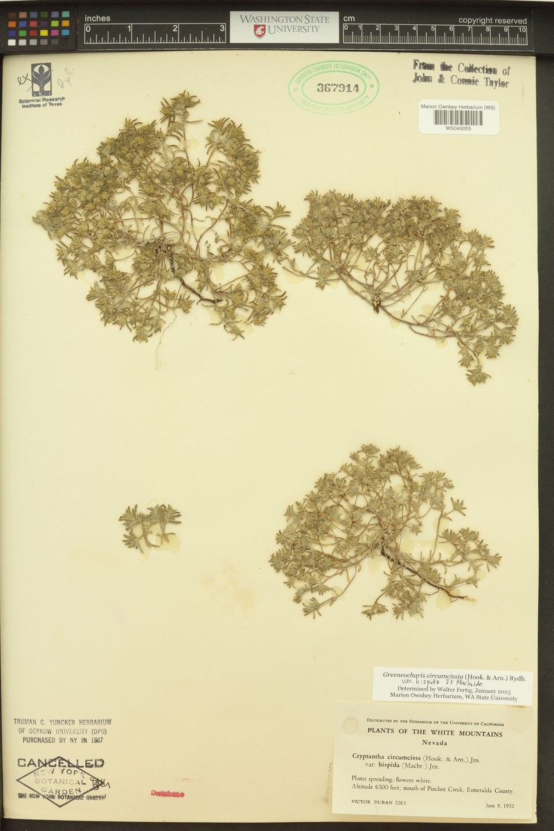 Greeneocharis circumscissa var. hispida photo 6