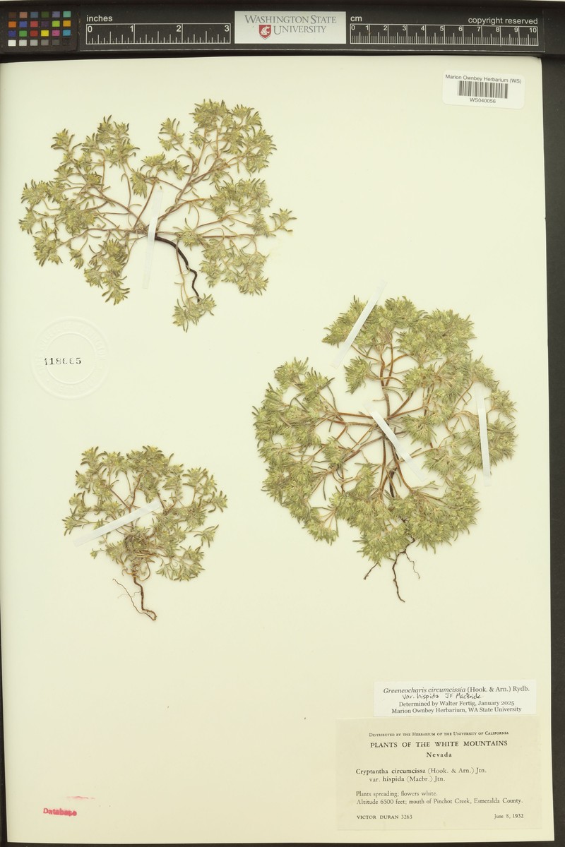 Greeneocharis circumscissa var. hispida photo 7
