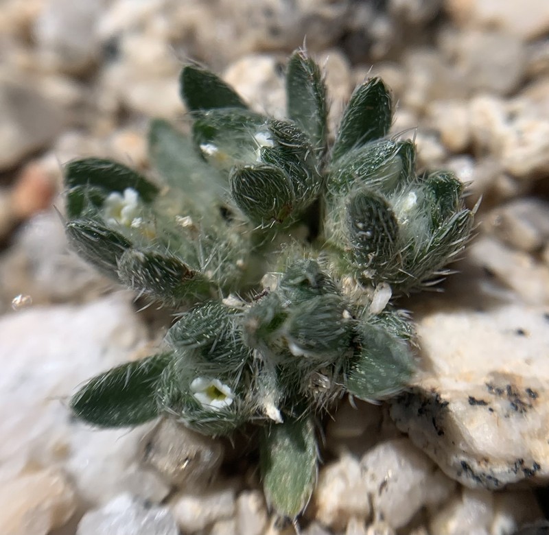 Greeneocharis circumscissa var. rosulata