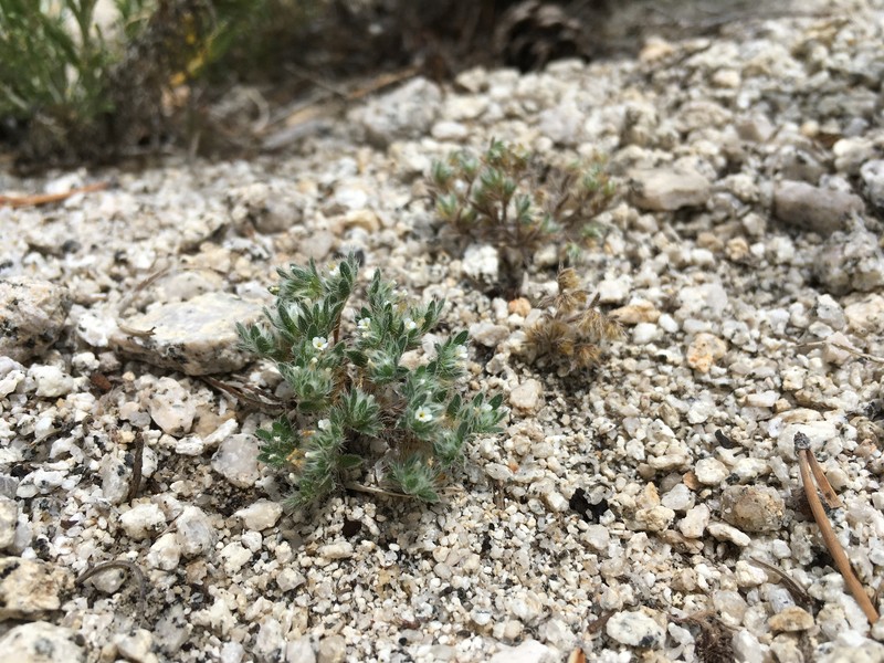 Greeneocharis circumscissa var. rosulata photo 3