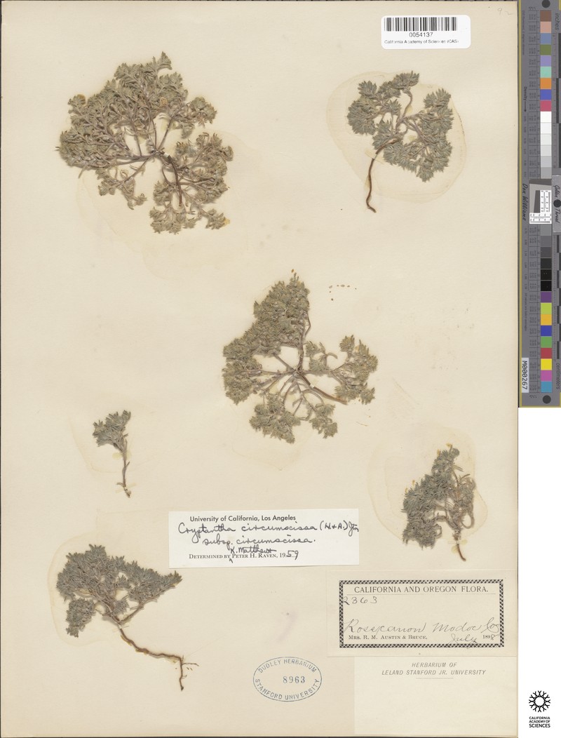Greeneocharis circumscissa var. rosulata photo 4