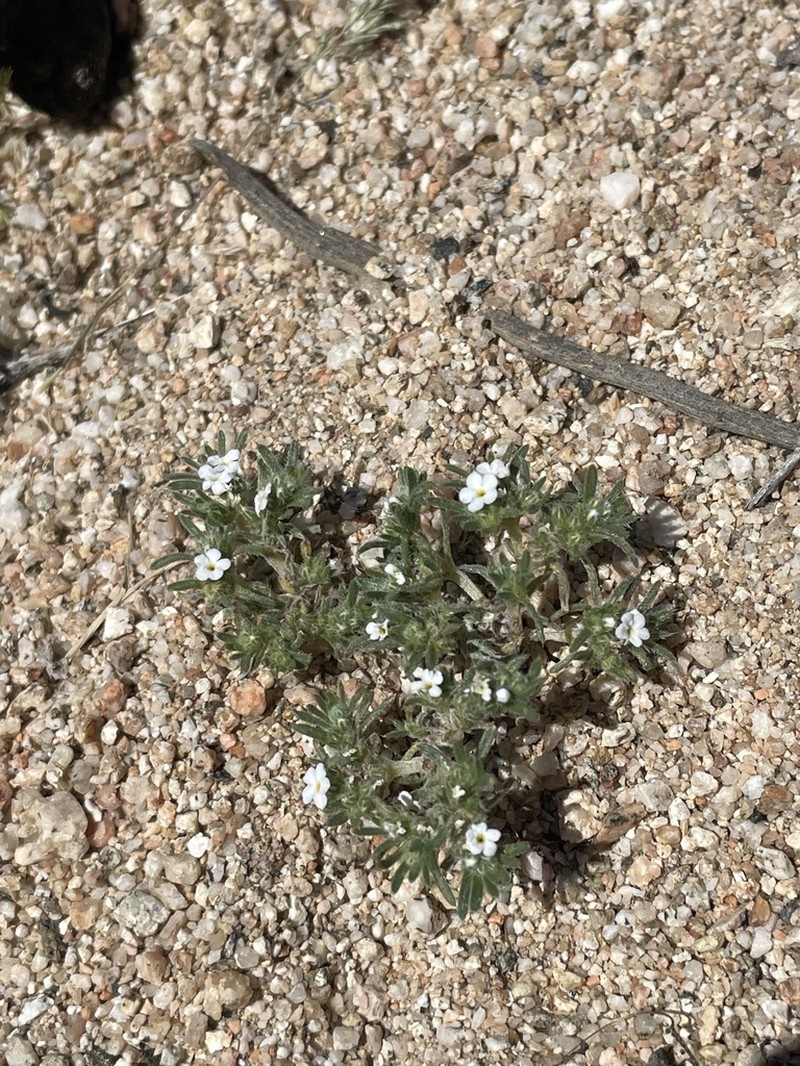 Desert Cryptantha