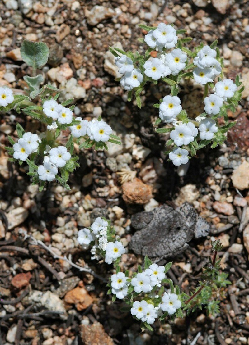 Desert Cryptantha photo 2