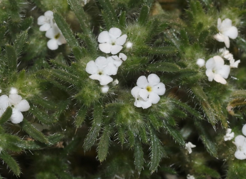 Desert Cryptantha photo 3