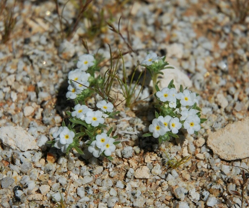 Desert Cryptantha photo 4
