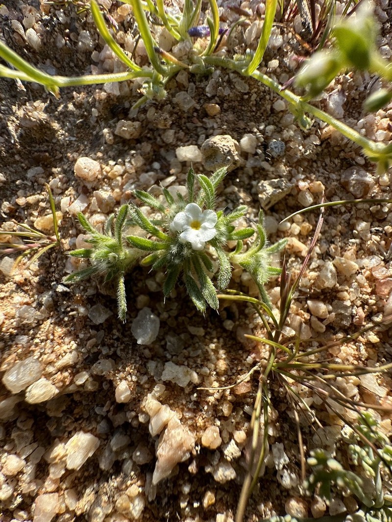 Desert Cryptantha photo 5