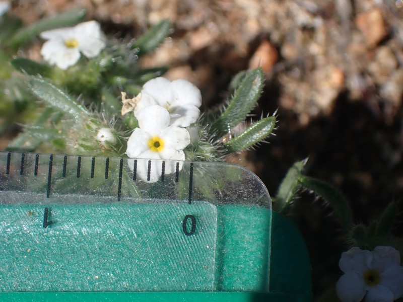 Desert Cryptantha photo 6