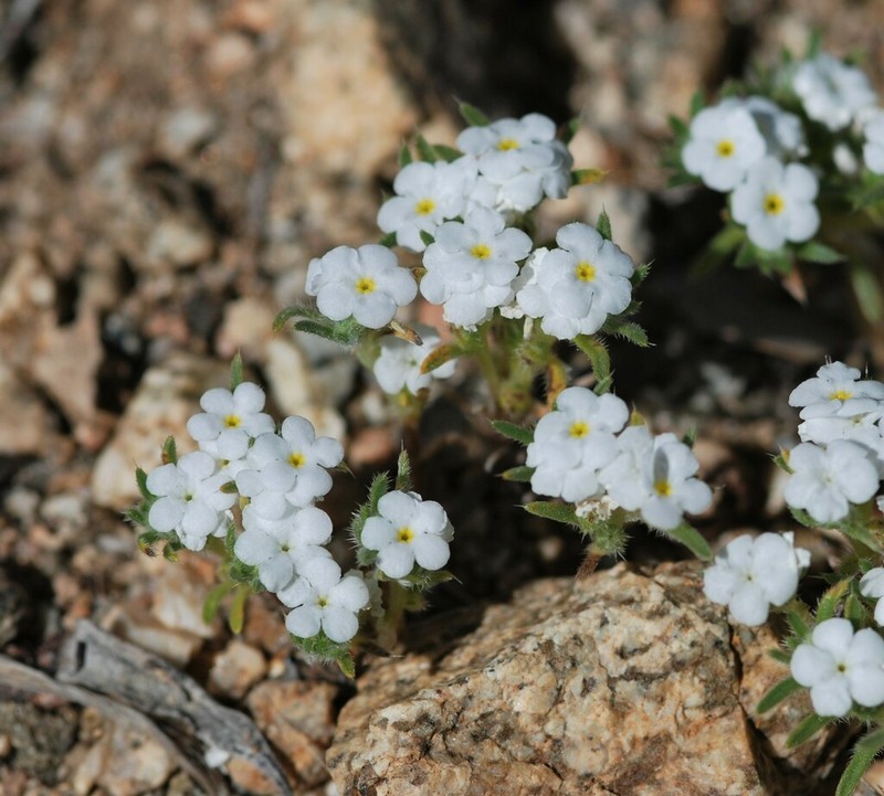 Desert Cryptantha photo 7