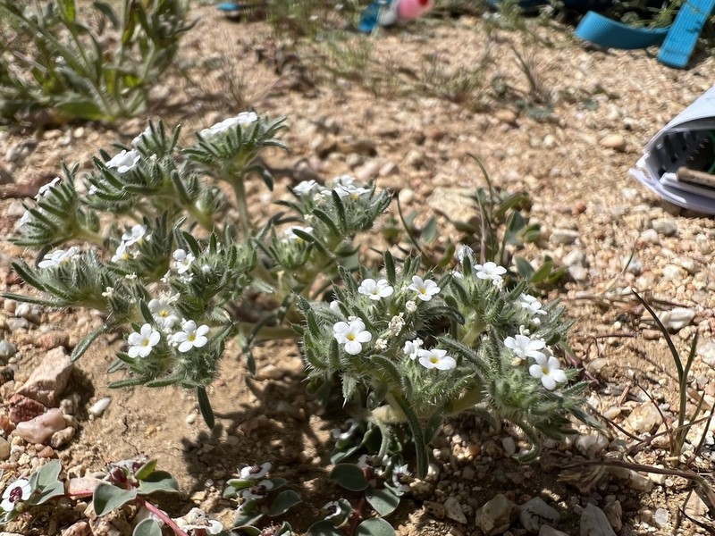 Desert Cryptantha photo 8