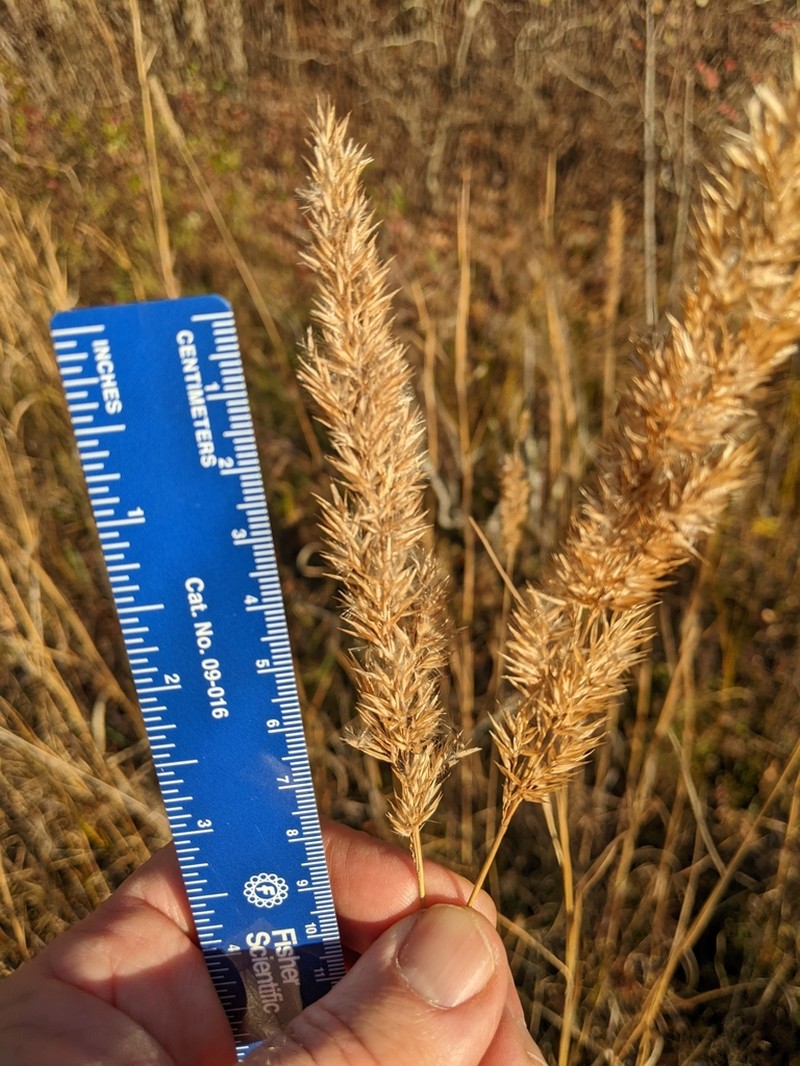 Nuttall's Reedgrass