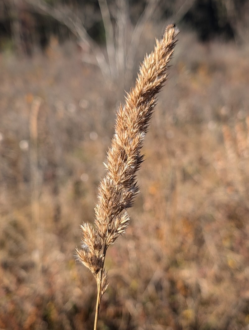 Nuttall's Reedgrass photo 2