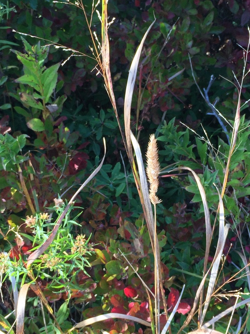 Nuttall's Reedgrass photo 3