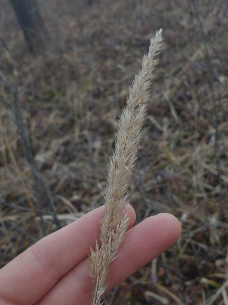 Nuttall's Reedgrass photo 5