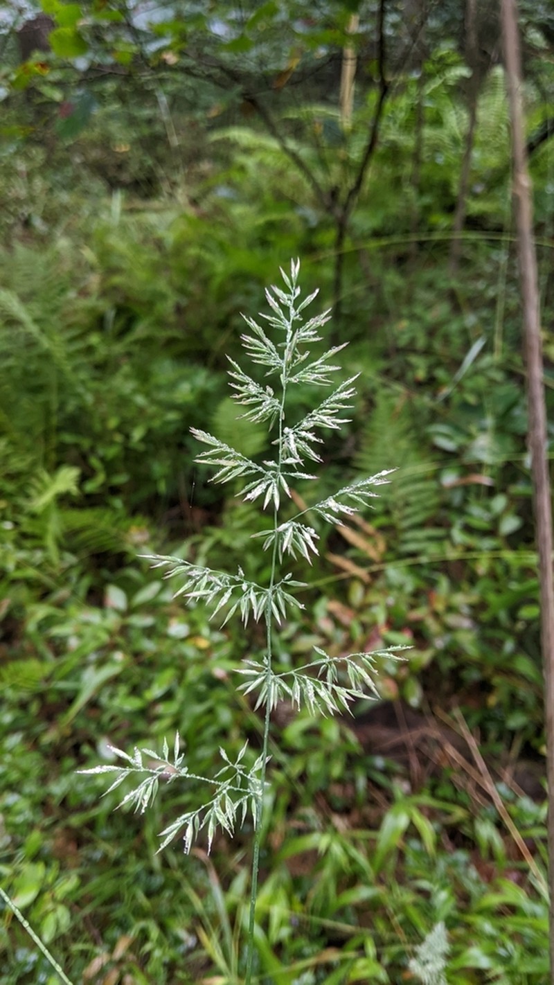 Nuttall's Reedgrass photo 6