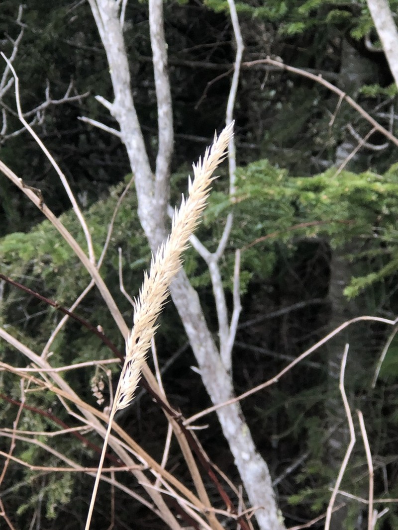 Nuttall's Reedgrass photo 7