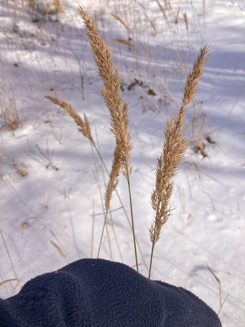 Nuttall's Reedgrass photo 8