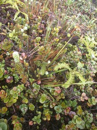 Maui Reedgrass