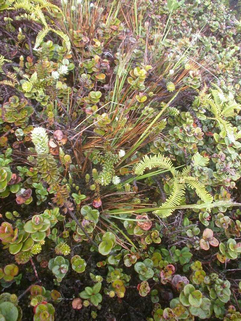 Maui Reedgrass