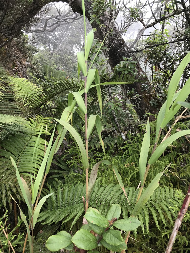 Maui Reedgrass photo 2