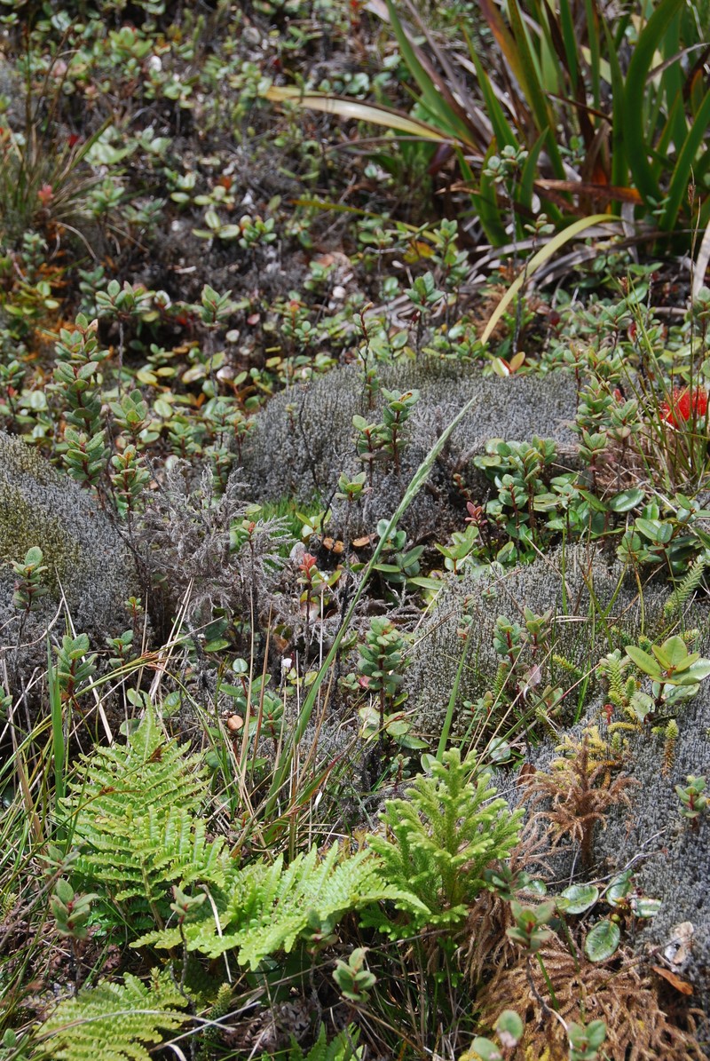 Maui Reedgrass photo 4