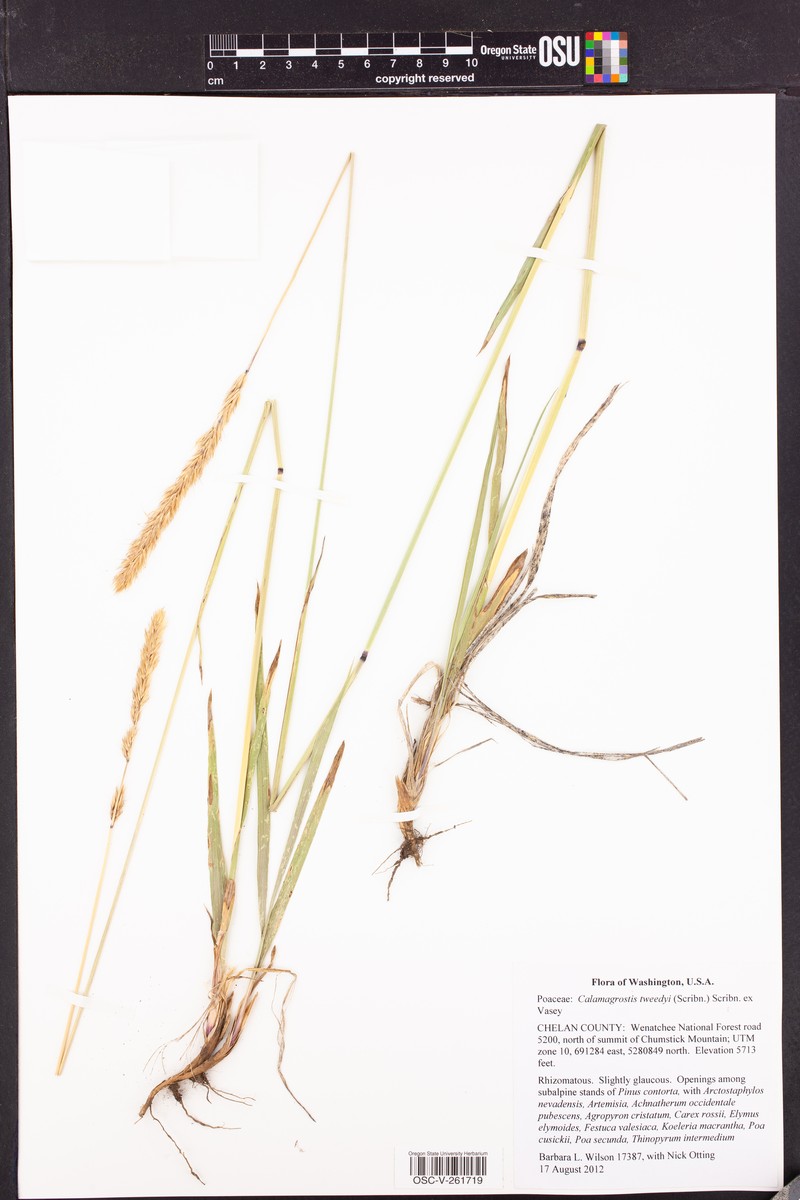 Tweedy's Reedgrass