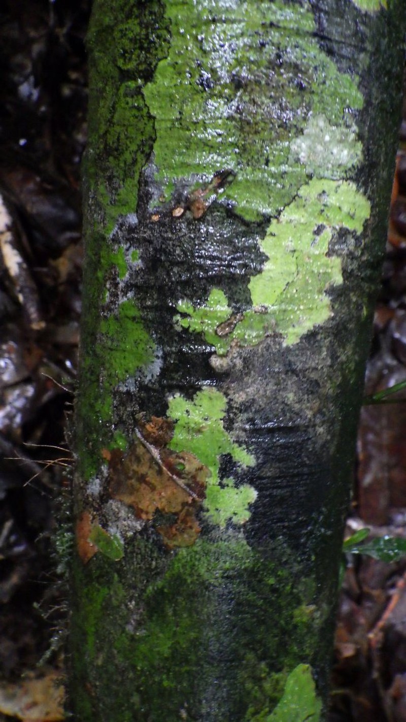 Greenwayodendron glabrum