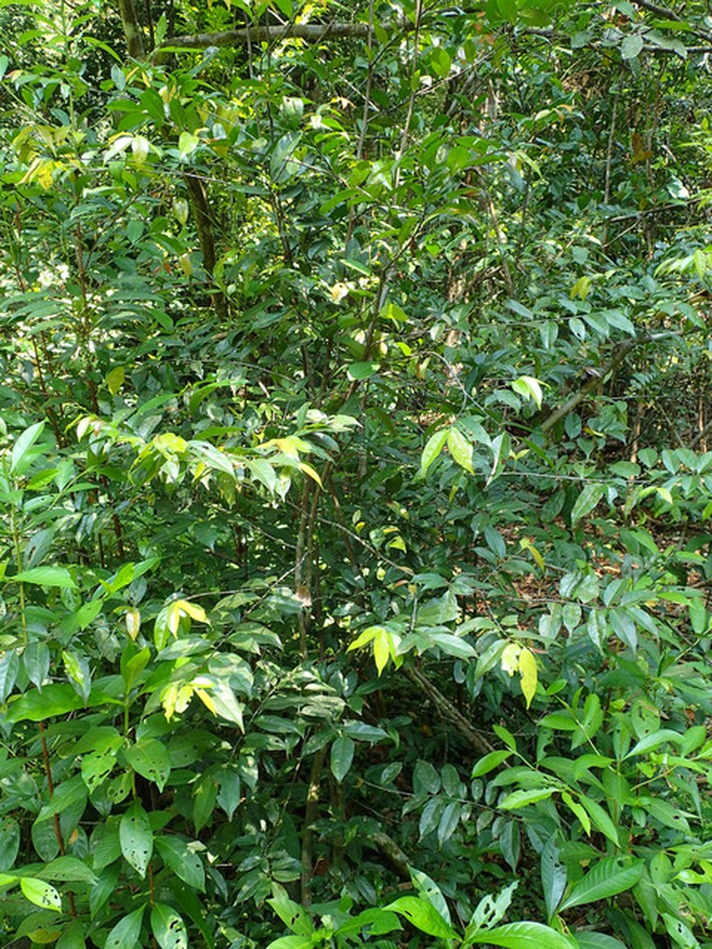 Greenwayodendron littorale