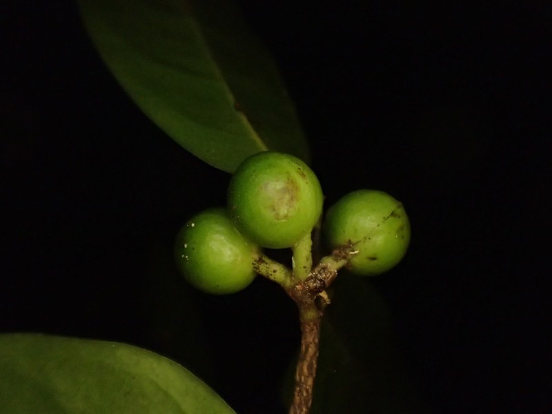 Greenwayodendron littorale photo 2