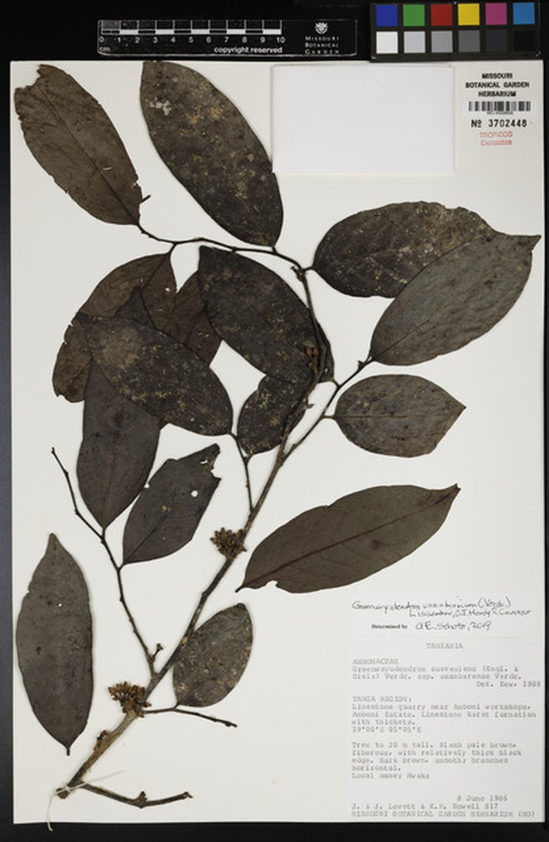 Greenwayodendron usambaricum