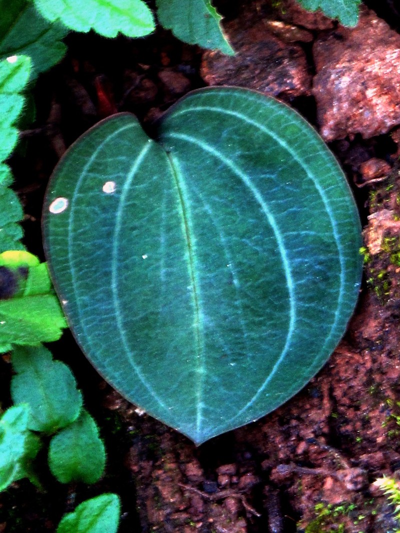 Greenwoodiella deserticola