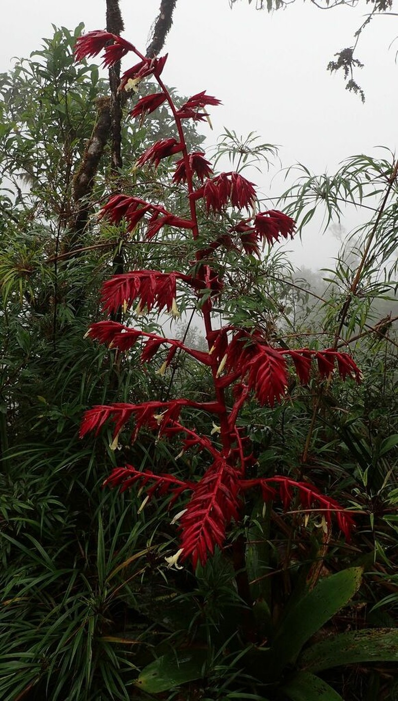 Gregbrownia brownii photo 2