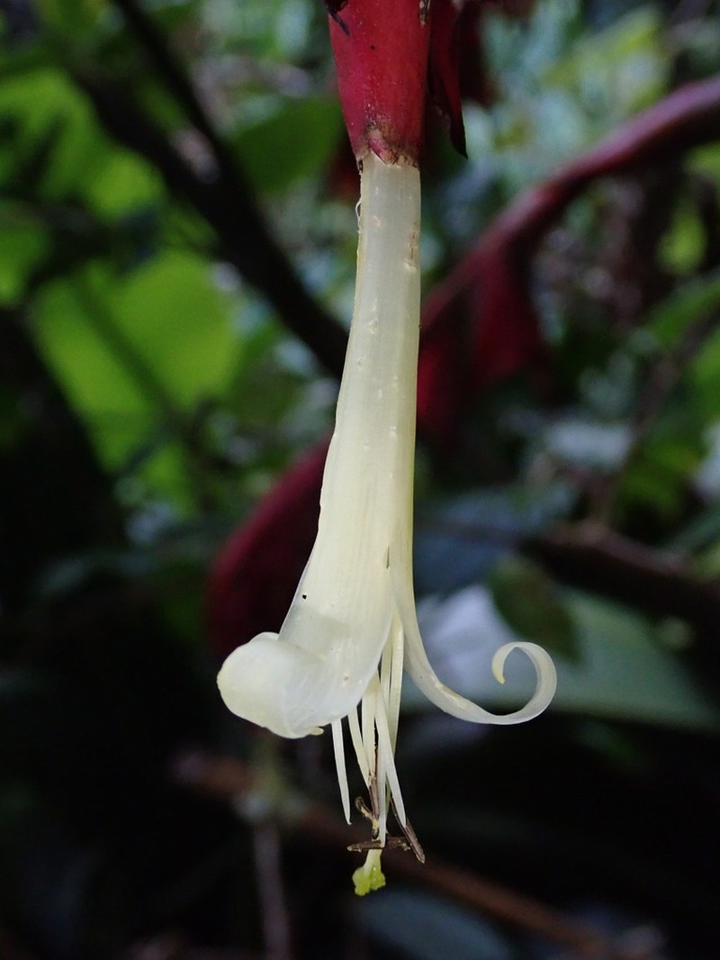 Gregbrownia brownii photo 4