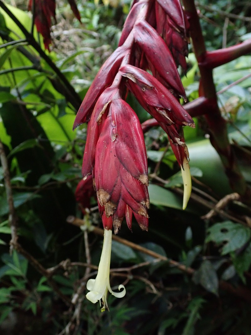 Gregbrownia fulgens