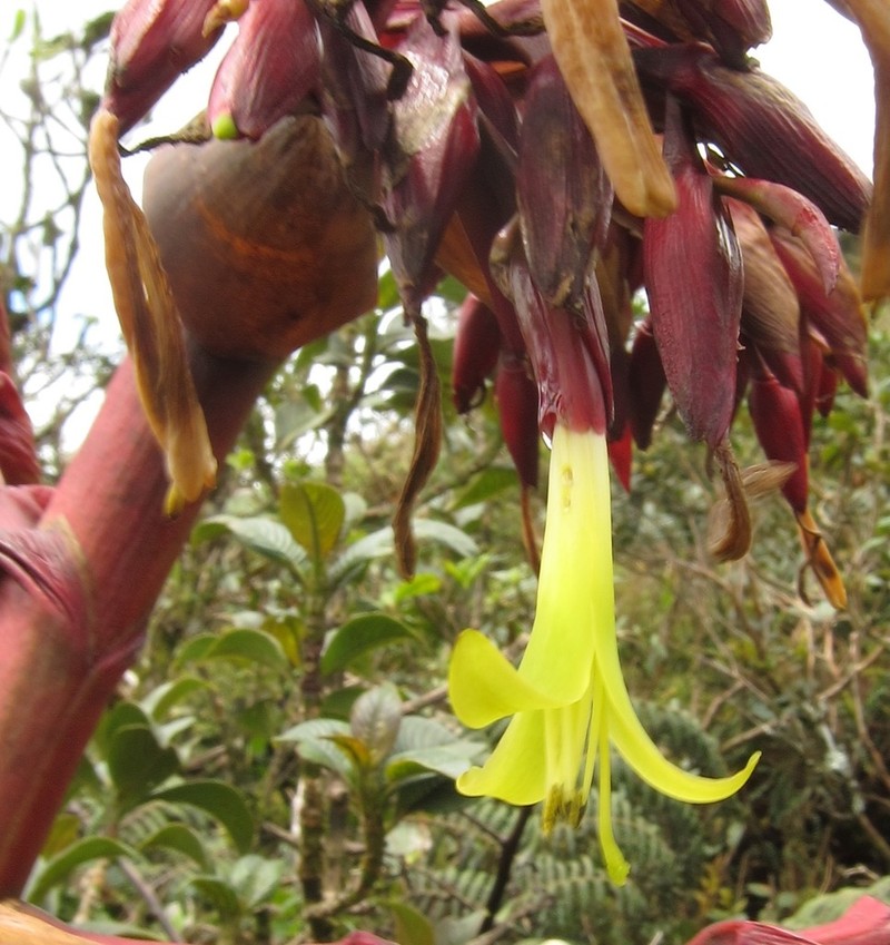 Gregbrownia fulgens photo 3