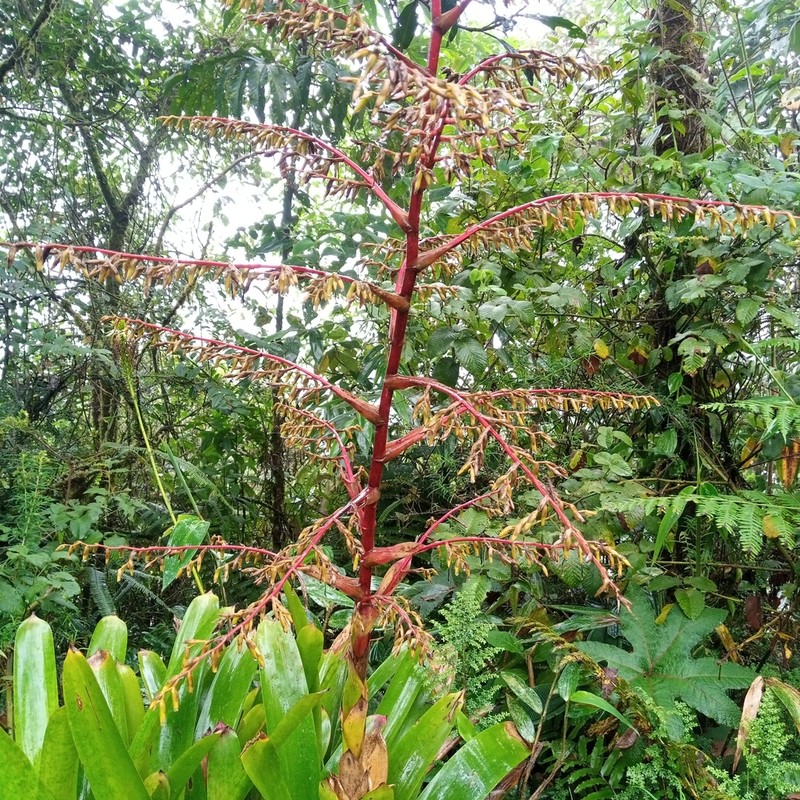 Gregbrownia hutchisonii