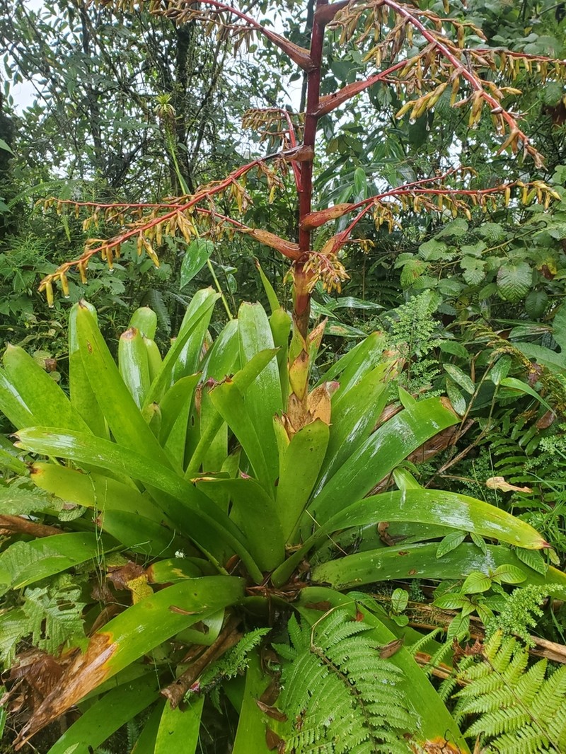 Gregbrownia hutchisonii photo 3