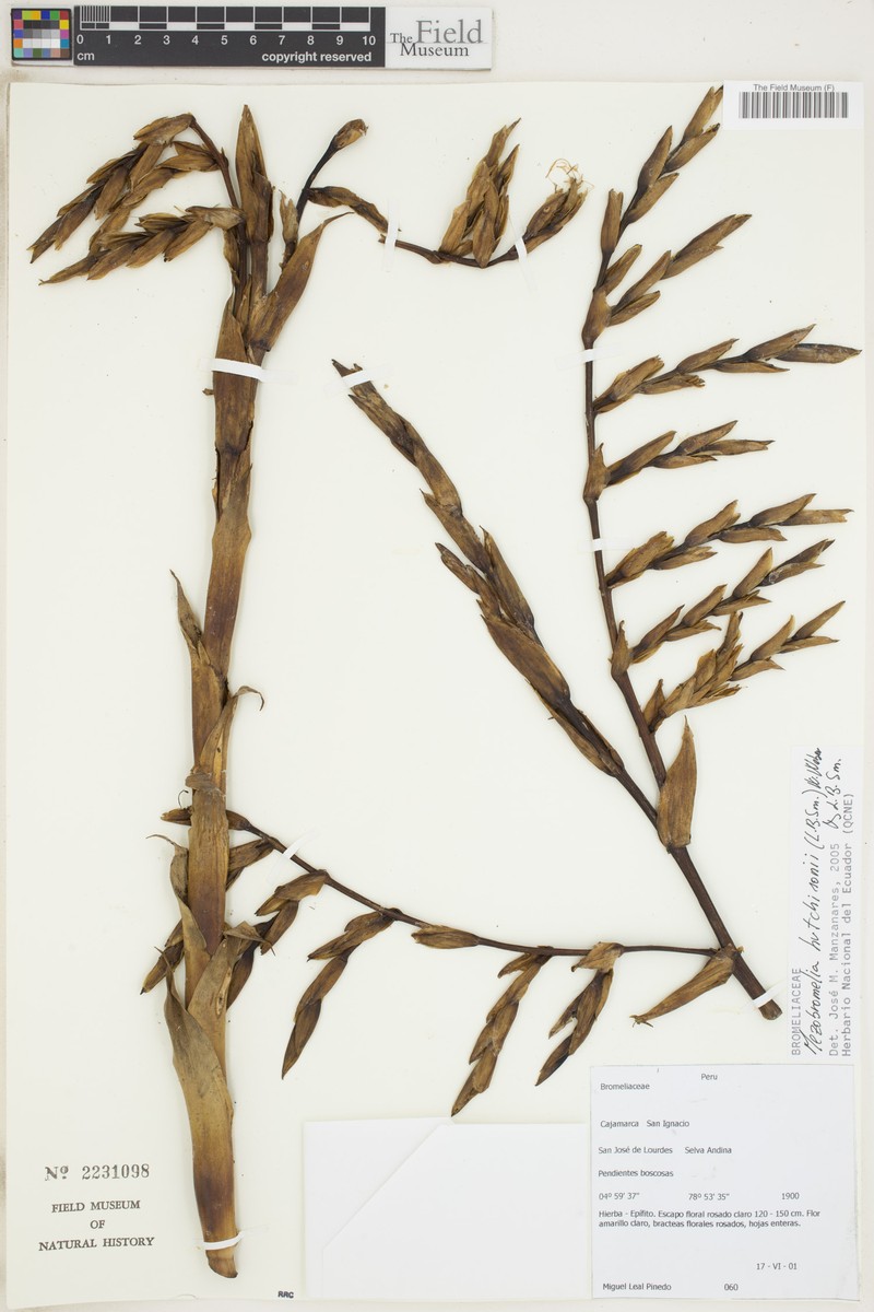 Gregbrownia hutchisonii photo 6