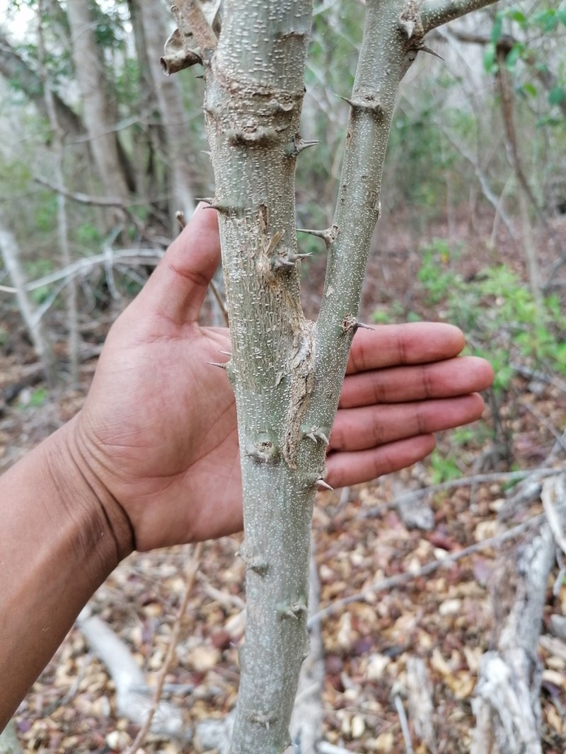 Gretheria campylacantha photo 4