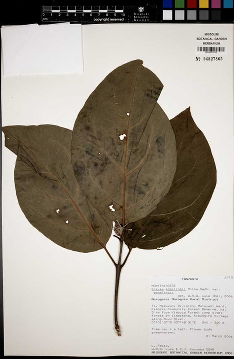 Grevea eggelingii var. eggelingii