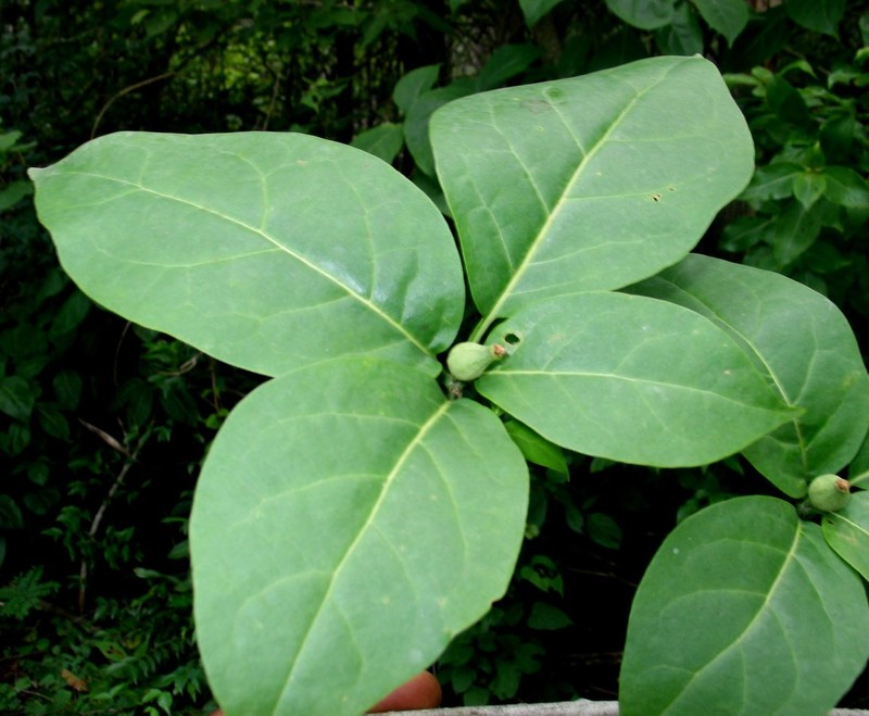 Grevea madagascariensis subsp. madagascariensis