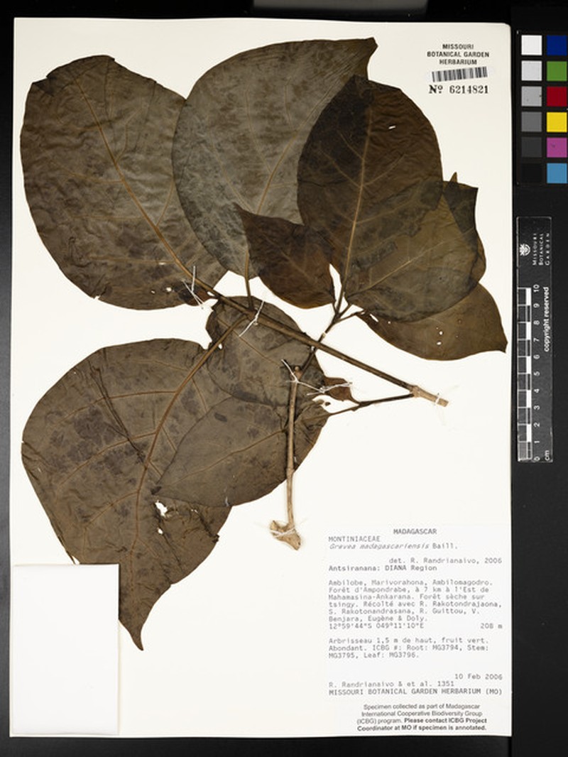 Grevea madagascariensis subsp. madagascariensis photo 2