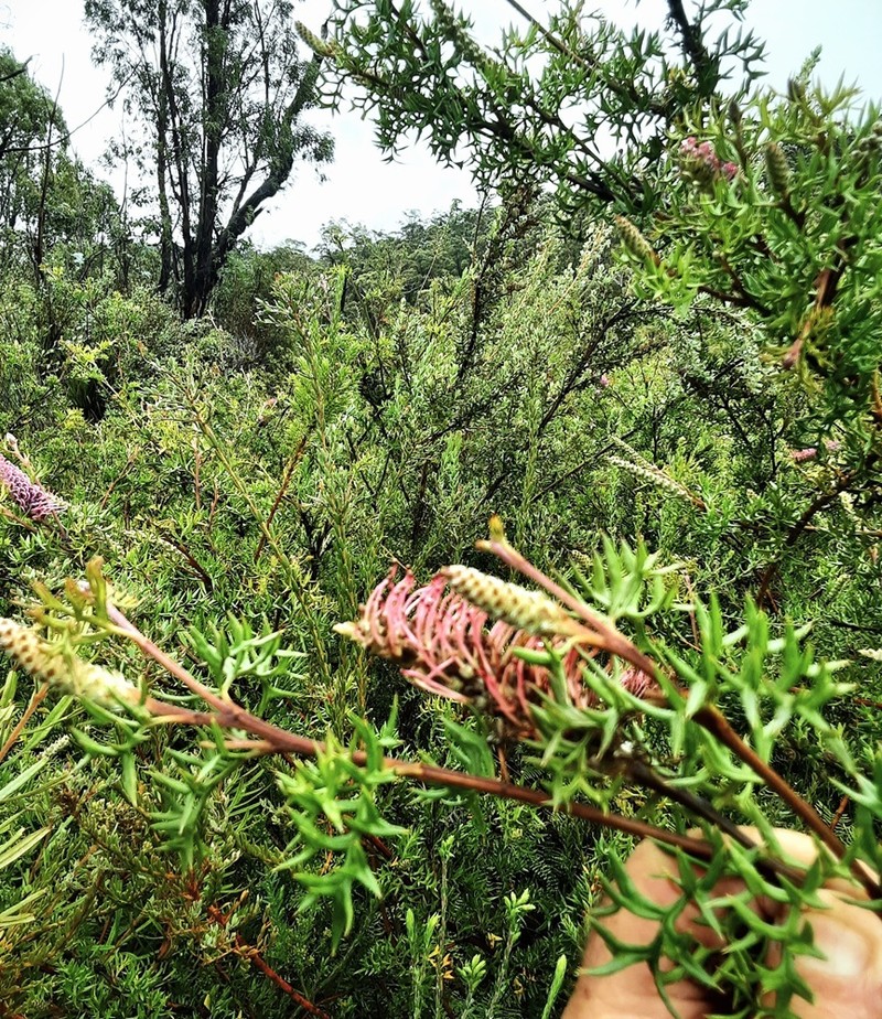 Grevillea acanthifolia subsp. acanthifolia