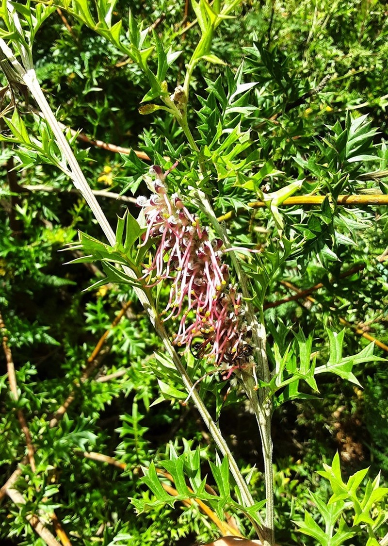 Grevillea acanthifolia subsp. acanthifolia photo 2