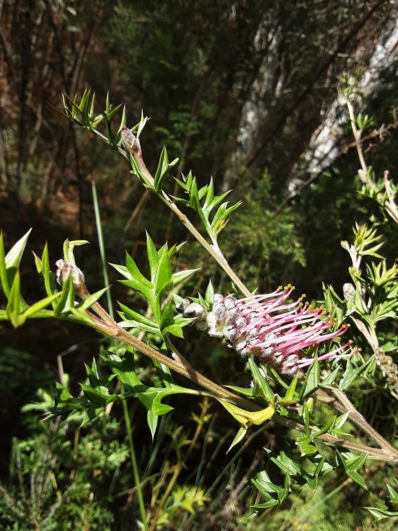 Grevillea acanthifolia subsp. acanthifolia photo 3