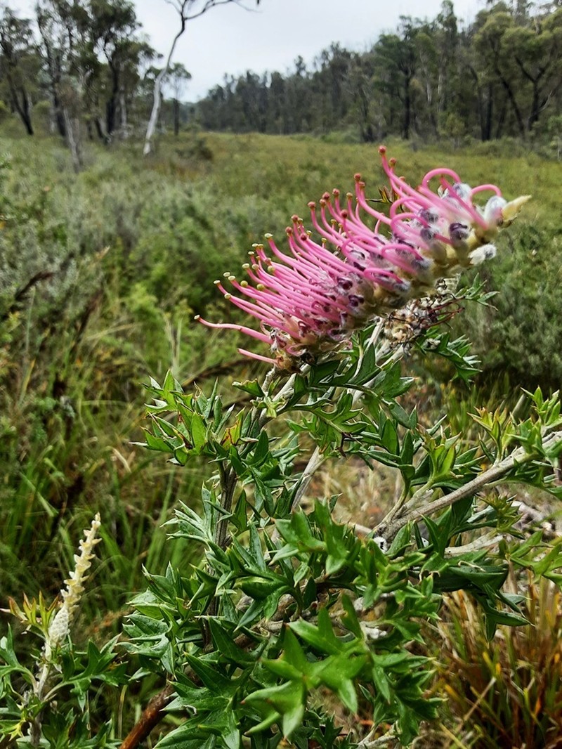 Grevillea acanthifolia subsp. acanthifolia photo 4